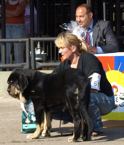 Ebano de Anaise 4 months, BOB Baby, Baby BIS 5 - Mastiffs Speciality show in Estonia 15.5.2010 
Rondo de Buxionte x Boria


Keywords: 2010 zarmon