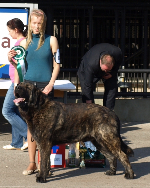 CH. Indiano Mastibe,  exc. 1, best male, BOS & BOS BIS 4 - Mastiffs Speciality show in Estonia 15.5.2010  
 ICh. UNIQUE DU DOMAINE DU RUNNEVAL x  ICh. CONNIE MASTIBE 
 
Keywords: 2010 zarmon