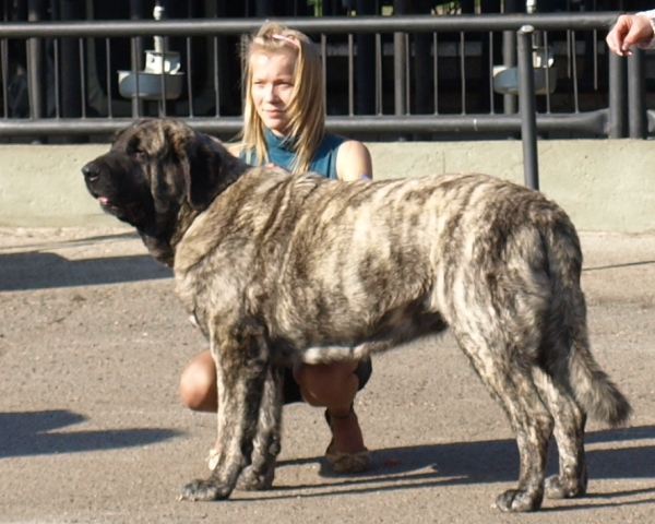 CH. Julia Mastibe, exc. 1, best female, BOB - Mastiffs Speciality show in Estonia 15.5.2010 
 ICh. BASIL MASTIFLAND x GOYA  MASTIBE

Keywords: 2010 zarmon