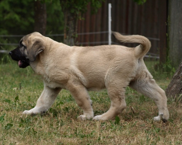 Montaro de Bao La Madera 2,5 months old
(Sanson x Primavera de Campollano)
Born: 24.03.2008

Keywords: zarmon