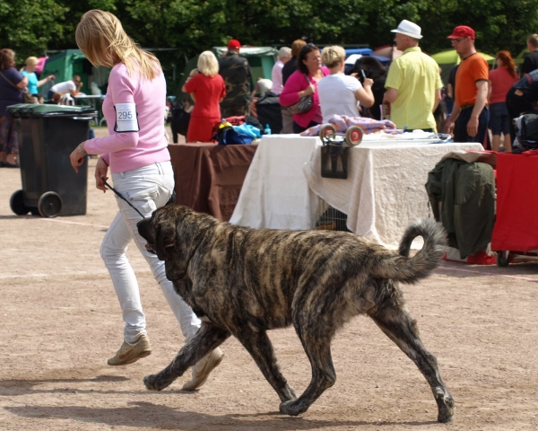 CH. Julia Mastibe
19.6. Int. show in Kotka, Finland -CAC, CACIB, BOS -FIN CH
20.6. Int. show in Moletai, Lithuania - CAC, CACIB - LT CH, BALT CH, INTERCHAMPION (C.I.B)
Keywords: zarmon