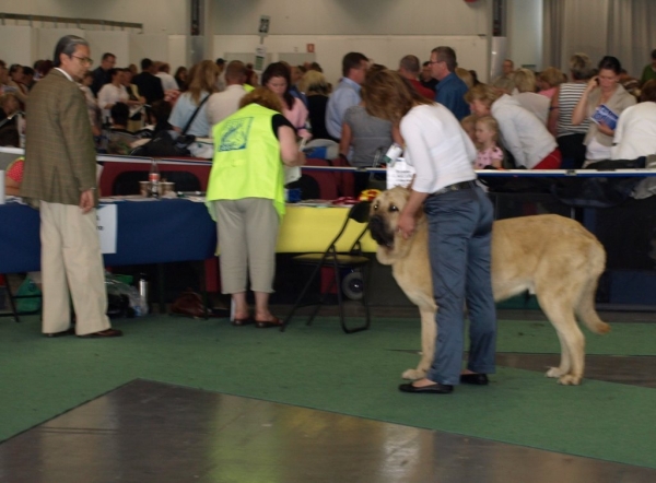 03.07.2008 - World Dog Show, Stockholm, Sweden
Photo: Zarmon de Celly
