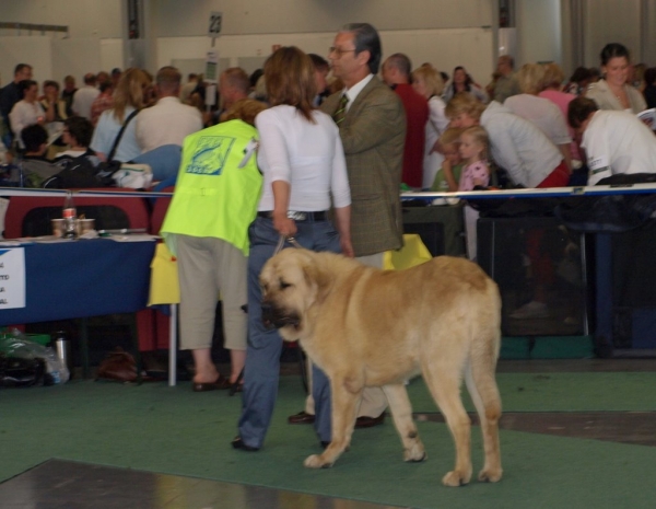 03.07.2008 - World Dog Show, Stockholm, Sweden
Photo: Zarmon de Celly
