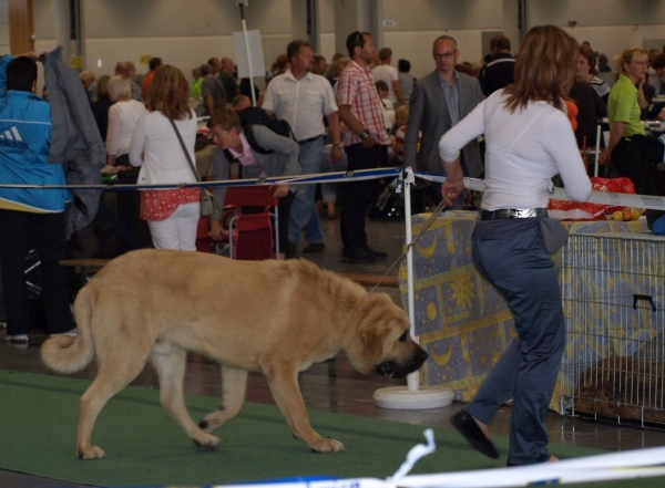 03.07.2008 - World Dog Show, Stockholm, Sweden
Photo: Zarmon de Celly
