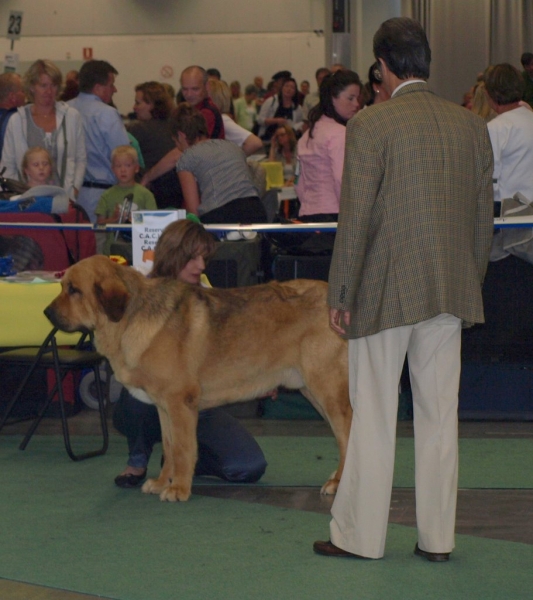 03.07.2008 - World Dog Show, Stockholm, Sweden
Photo: Zarmon de Celly
