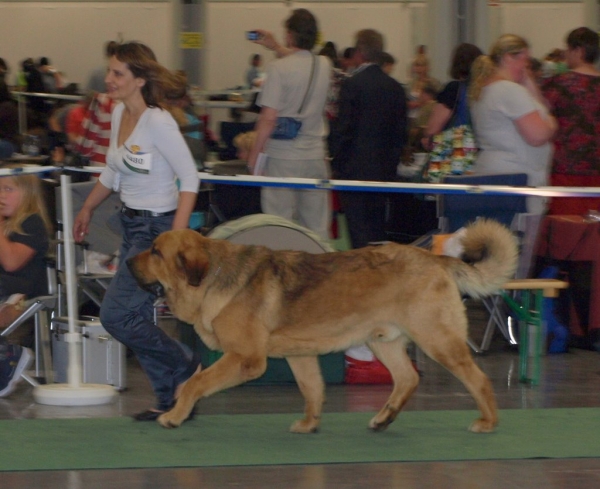 03.07.2008 - World Dog Show, Stockholm, Sweden
Photo: Zarmon de Celly
