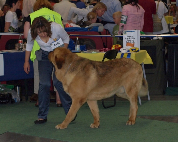 03.07.2008 - World Dog Show, Stockholm, Sweden
Photo: Zarmon de Celly
