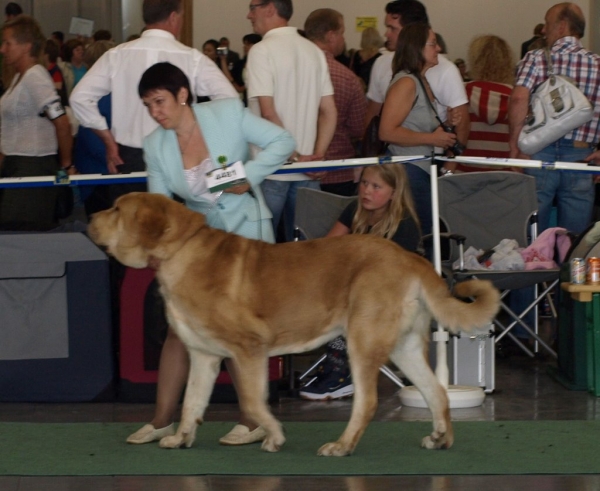 03.07.2008 - World Dog Show, Stockholm, Sweden
Photo: Zarmon de Celly
