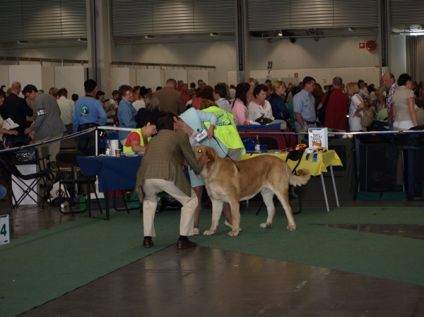 03.07.2008 - World Dog Show, Stockholm, Sweden
Photo: Zarmon de Celly
