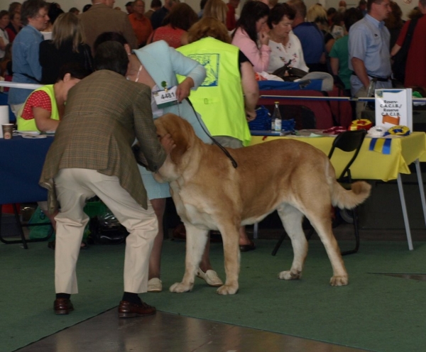 03.07.2008 - World Dog Show, Stockholm, Sweden
Photo: Zarmon de Celly
