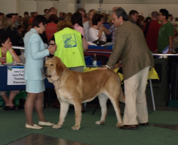 03.07.2008 - World Dog Show, Stockholm, Sweden
Photo: Zarmon de Celly
