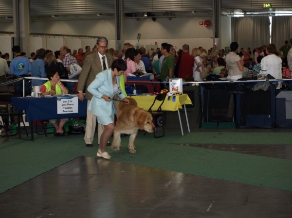 03.07.2008 - World Dog Show, Stockholm, Sweden
Photo: Zarmon de Celly
