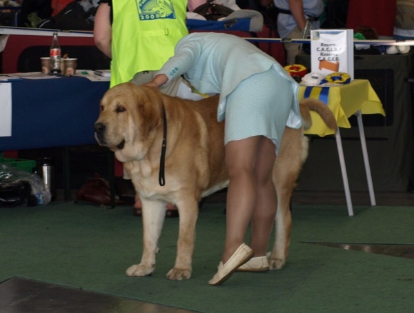 03.07.2008 - World Dog Show, Stockholm, Sweden
Photo: Zarmon de Celly
