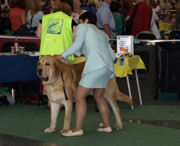 03.07.2008 - World Dog Show, Stockholm, Sweden
Photo: Zarmon de Celly
