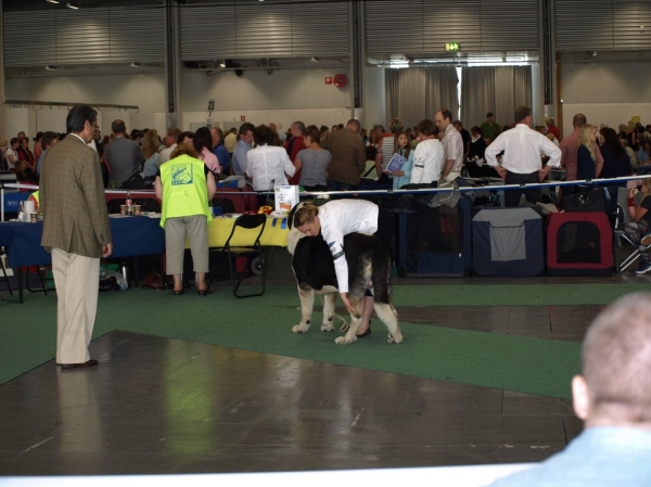 03.07.2008 - World Dog Show, Stockholm, Sweden
Photo: Zarmon de Celly
