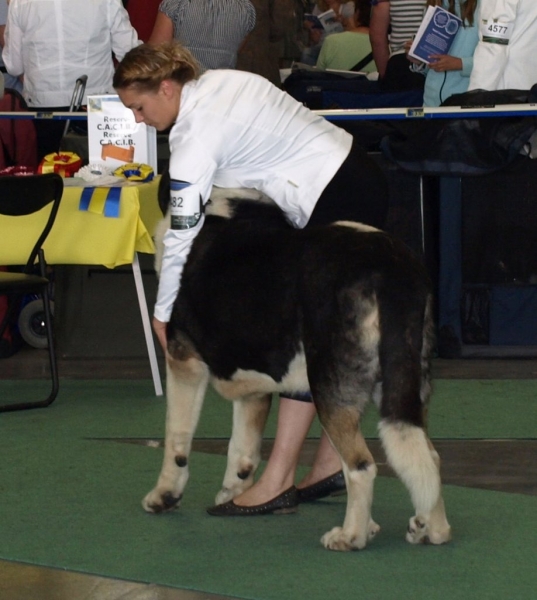 03.07.2008 - World Dog Show, Stockholm, Sweden
Photo: Zarmon de Celly
