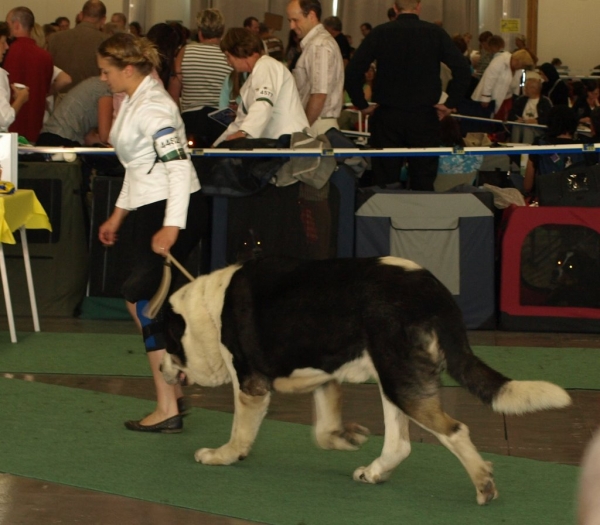 03.07.2008 - World Dog Show, Stockholm, Sweden
Photo: Zarmon de Celly
