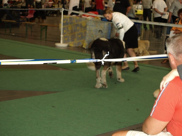 03.07.2008 - World Dog Show, Stockholm, Sweden
Photo: Zarmon de Celly
