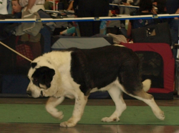 03.07.2008 - World Dog Show, Stockholm, Sweden
Photo: Zarmon de Celly
