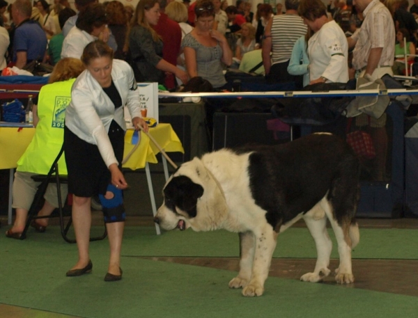 03.07.2008 - World Dog Show, Stockholm, Sweden
Photo: Zarmon de Celly
