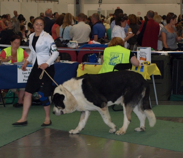 03.07.2008 - World Dog Show, Stockholm, Sweden
