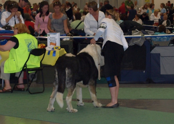 03.07.2008 - World Dog Show, Stockholm, Sweden
