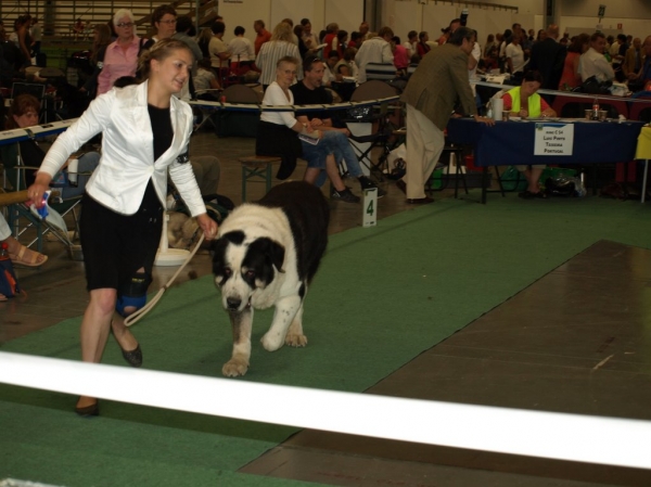 03.07.2008 - World Dog Show, Stockholm, Sweden
