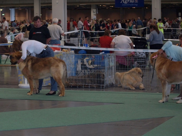 03.07.2008 - World Dog Show, Stockholm, Sweden
