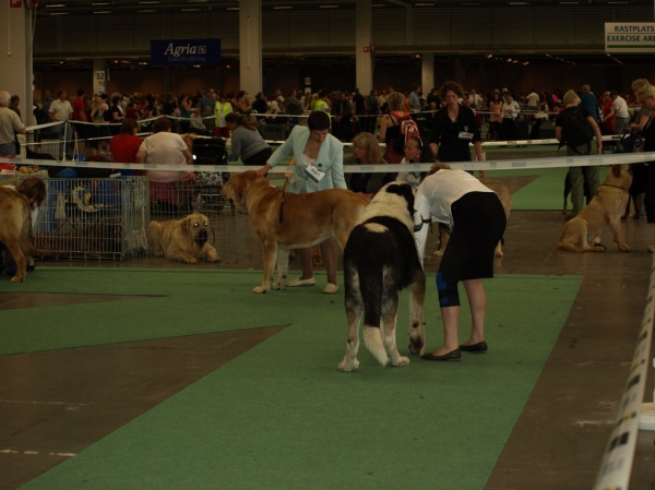 03.07.2008 - World Dog Show, Stockholm, Sweden
