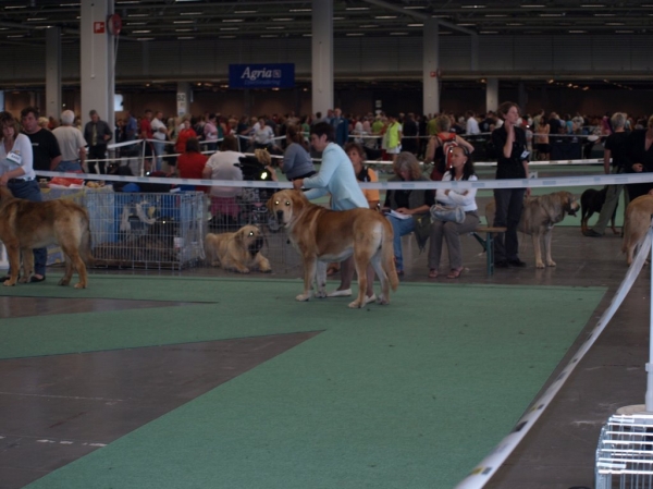 03.07.2008 - World Dog Show, Stockholm, Sweden
