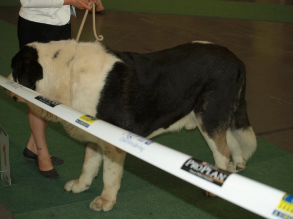 03.07.2008 - World Dog Show, Stockholm, Sweden
