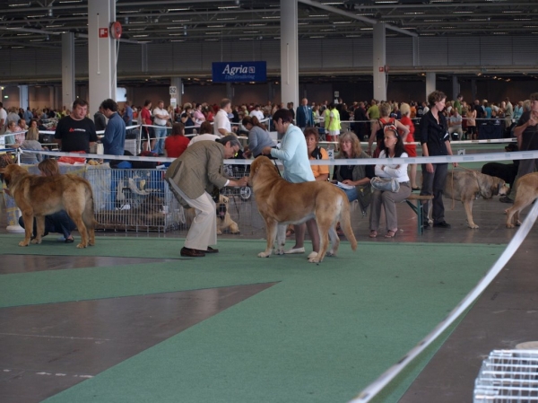 03.07.2008 - World Dog Show, Stockholm, Sweden
