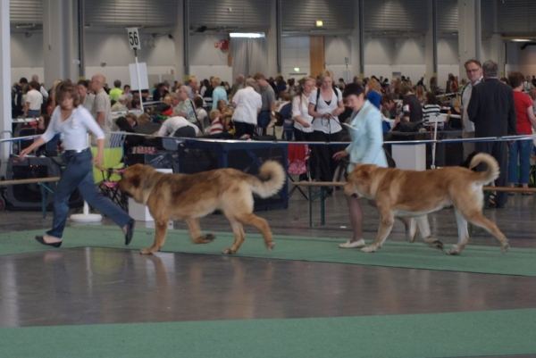 03.07.2008 - World Dog Show, Stockholm, Sweden
