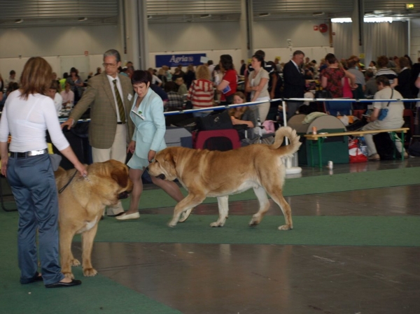 03.07.2008 - World Dog Show, Stockholm, Sweden
