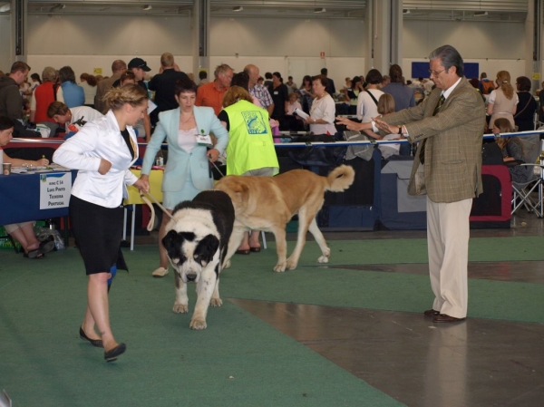 03.07.2008 - World Dog Show, Stockholm, Sweden
