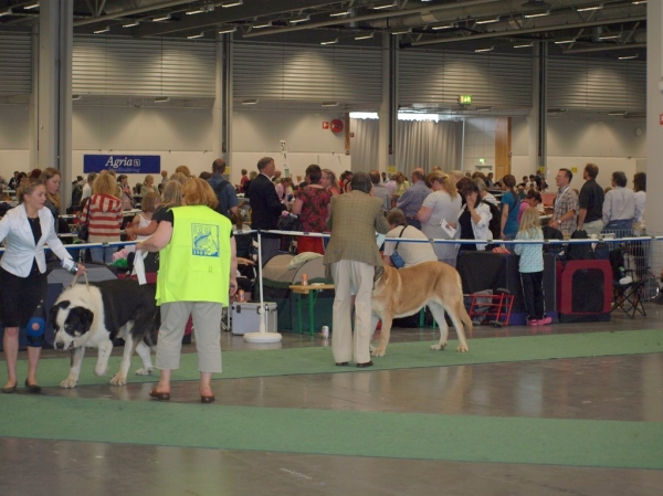 03.07.2008 - World Dog Show, Stockholm, Sweden
