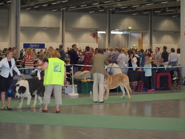 03.07.2008 - World Dog Show, Stockholm, Sweden
