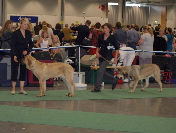 WDS 2008 junior females 03.07.2008 - World Dog Show, Stockholm, Sweden
