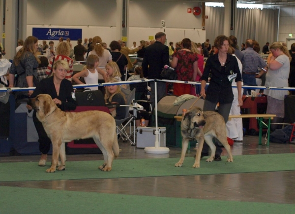 WDS 2008 junior females 03.07.2008 - World Dog Show, Stockholm, Sweden
