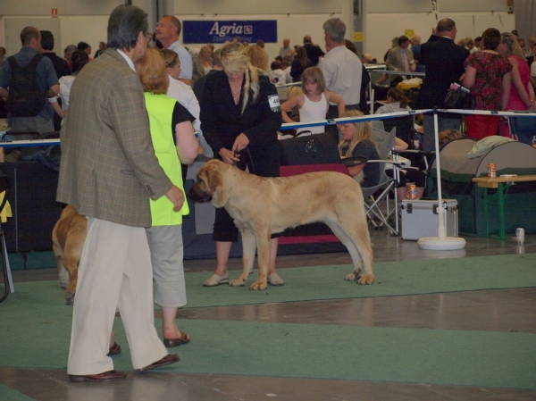 WDS 2008 junior females 03.07.2008 - World Dog Show, Stockholm, Sweden
