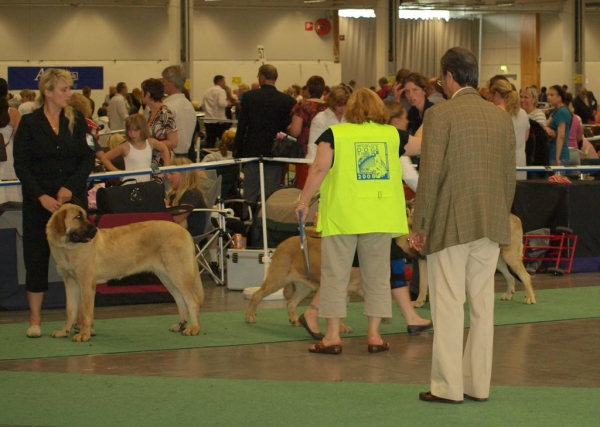 WDS 2008 junior females 03.07.2008 - World Dog Show, Stockholm, Sweden
