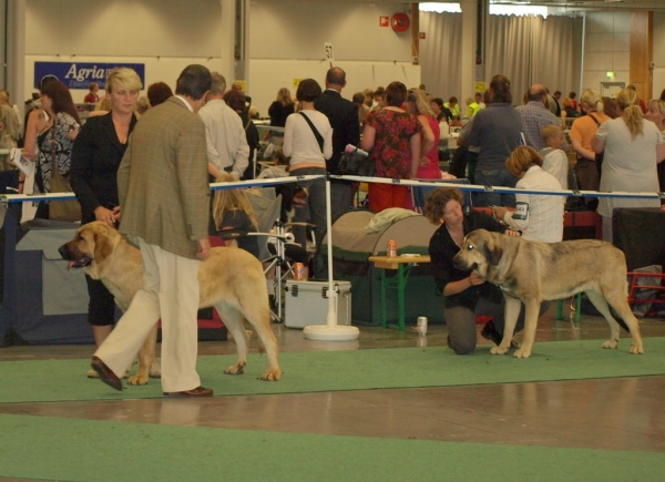 WDS 2008 junior females 03.07.2008 - World Dog Show, Stockholm, Sweden
