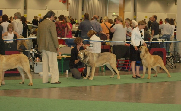 WDS 2008 junior females 03.07.2008 - World Dog Show, Stockholm, Sweden
