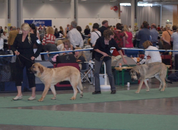 03.07.2008 - World Dog Show, Stockholm, Sweden
