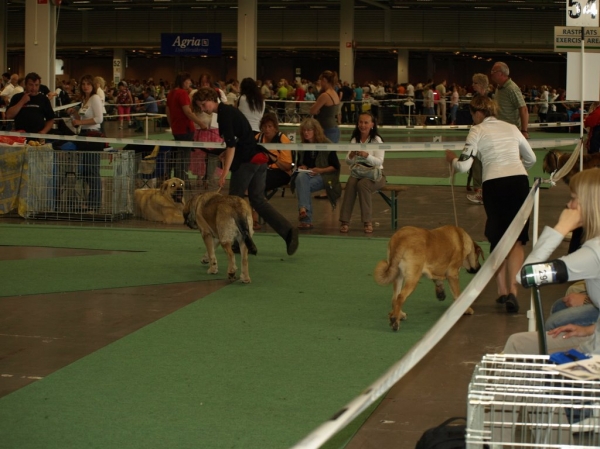 03.07.2008 - World Dog Show, Stockholm, Sweden
