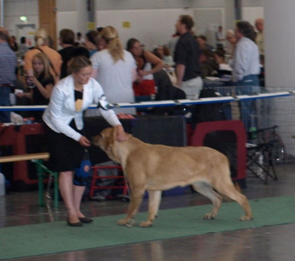 JWW 2008 female 03.07.2008 - World Dog Show, Stockholm, Sweden
