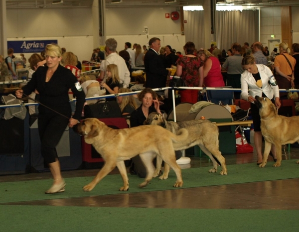 WDS 2008 junior females 03.07.2008 - World Dog Show, Stockholm, Sweden
