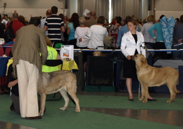 JWW`08 female 03.07.2008 - World Dog Show, Stockholm, Sweden
