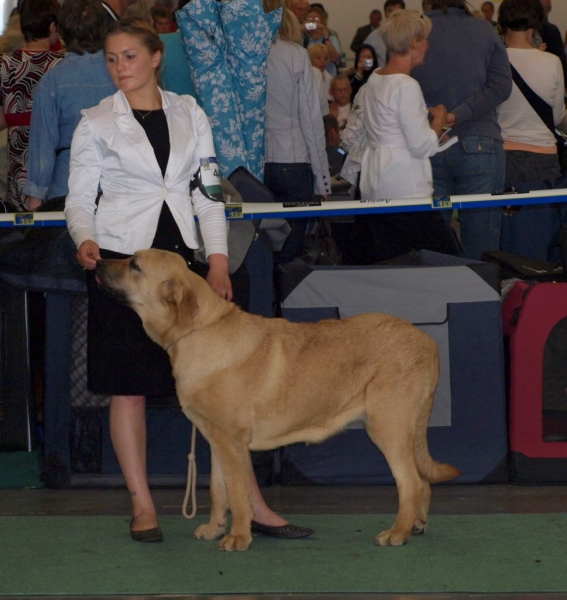 JWW`08 female- 03.07.2008 - World Dog Show, Stockholm, Sweden
