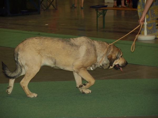 03.07.2008 - World Dog Show, Stockholm, Sweden
